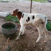 گاو وگوساله