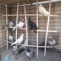 کبوتر پرشی و دمگیر و راعبی