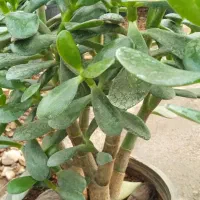 گل کالا|کنسول، بازی ویدئویی و آنلاین|بروجرد, |دیوار