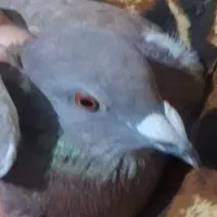 کبوتر پیدا شده