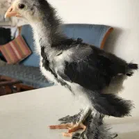 جوجه های نژاد برهما ، ویاندوت ، پلیموت راک