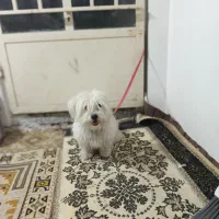 فوروش سگ شیتزو|سگ|شاهین‌شهر, گزبرخوار|دیوار