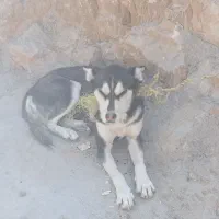 قیمت ۴ ، تخفیف پای معامله|سگ|دهدشت, |دیوار