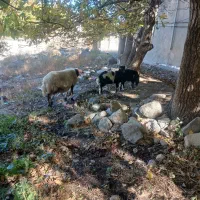 گوسفند بره دار بره هاش جفت نر هستن|حیوانات مزرعه|سراب, |دیوار