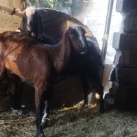 سه راس بز آبستن جوان|حیوانات مزرعه|ملکان, |دیوار