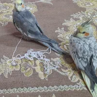 عروس هلندی|پرنده|تهران, میدان میوه و ترهبار مرکزی|دیوار