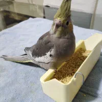 گمشده