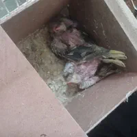 جوجه عروس هلندی|پرنده|مشهد, بهمن|دیوار