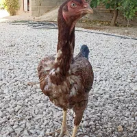 سیسسی|پرنده|سرپل ذهاب, |دیوار