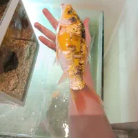 دو عدد کوی ماده مولد