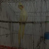 عروس هلندی نر دستی|پرنده|خرمشهر, |دیوار
