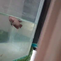 دو. جفت فاتیر مولد|ماهی|اردبیل, |دیوار