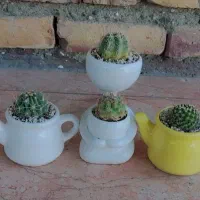 گل گیاه گلستان