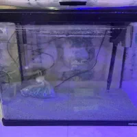 آکواریوم شرکتی ماهیران با کلیه تجهیزات