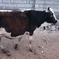 گاو با گوساله ماده