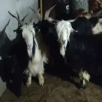 بز لری|حیوانات مزرعه|گتوند, |دیوار