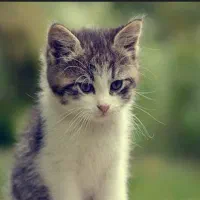 عقیم سازی گربه و سگ توسط دکتر