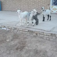 بیگ نر ، بره بزغاله کهره گوسفند