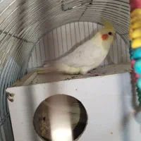 یک جفت عروس هلندی