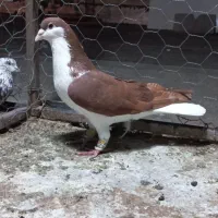 ساده سرخ و قورگی|پرنده|گنبد کاووس, |دیوار