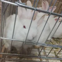 تعدادی بچه خرگوش|موش و خرگوش|جیرفت, |دیوار