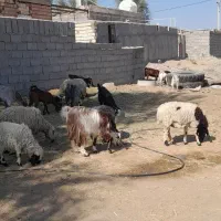 گوسفند|حیوانات مزرعه|بم, |دیوار