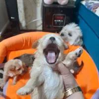 واگذاری توله شیتزو|سگ|تبریز, |دیوار