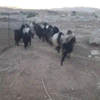 بز وبزغاله|حیوانات مزرعه|دره شهر, |دیوار