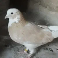 کبوتر گمشده نرشازده زردئ