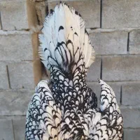 مرغ وخروس سبرایت بندرخمیر