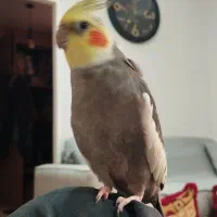 معاوضه بامرغ مینا سخنگو