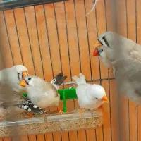 فنچ کینگ انگلیسی اورجینال. فنچ اروپایی.ماده جامبو