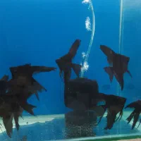 ماهی کالر ویدو گوپی آنجل گلد فیش دیسکس|ماهی|تهران, تهرانپارس شرقی|دیوار