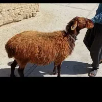قوچ کار هموزیگوت|حیوانات مزرعه|تهران, دولتخواه شمالی|دیوار