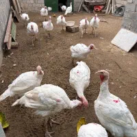 بوقلمون زنده کیلویی۴۸۵تومان