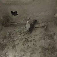 کفتر شانامه ۶۱ امام رزا ۱۰ درب آخری