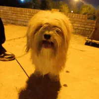 واگذاری شیتزو|سگ|شوشتر, |دیوار