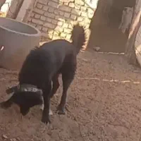 واگزاری نر قدرجونی|سگ|رودشت (اصفهان), |دیوار