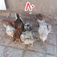 جوجه مرغ و خروس محلی