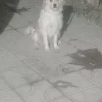 سگ شیتزو|سگ|داراب, |دیوار