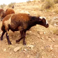 گوسفند نر شال