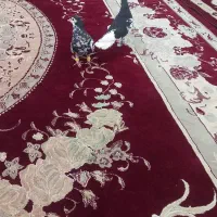 کفتر خال چپ افشون