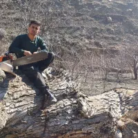 خریدار  چوب چنار و گردو