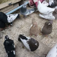 سینه سبز، تافته ای،سیاه