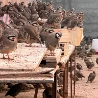 فروش بلدرچین  ک ب پرورشی