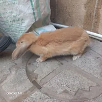 خرگوش لوپ رایگان