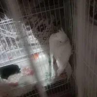 عروس هلندی بالغ هم فروش و معاوضه