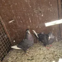 کبوتر قره ماده