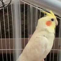 عروس هلندی گم شده