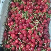 آلبالو مجاری